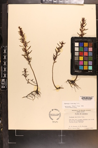 Ludwigia linearis image