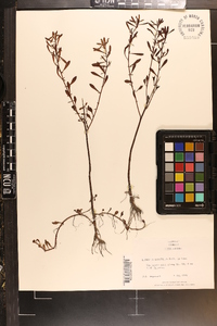 Ludwigia linearis image