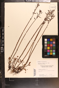 Ludwigia linearis image