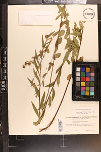 Ludwigia maritima image