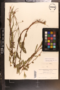 Ludwigia maritima image