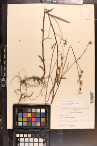 Ludwigia maritima image