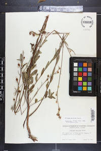 Ludwigia maritima image