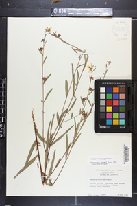 Ludwigia maritima image