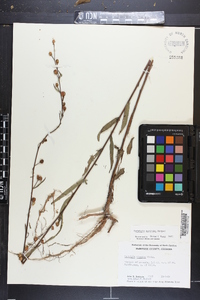 Ludwigia maritima image