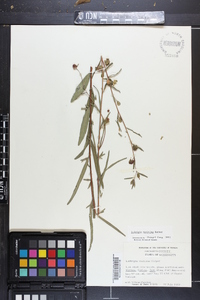 Ludwigia maritima image