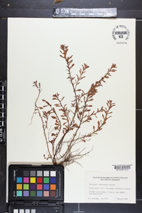 Ludwigia microcarpa image