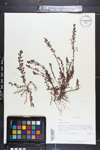 Ludwigia microcarpa image