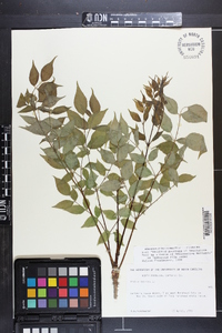 Aralia spinosa image