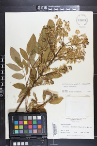 Aralia spinosa image