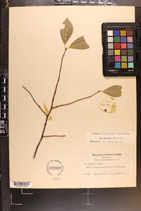 Ilex laevigata image