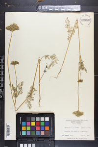 Daucus pusillus image