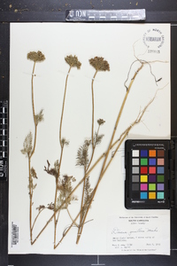 Daucus pusillus image