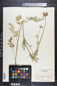 Daucus pusillus image