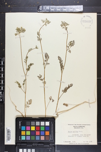 Daucus pusillus image