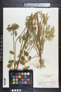 Daucus pusillus image