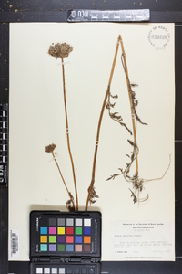 Daucus pusillus image