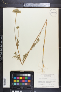 Daucus pusillus image