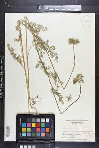 Daucus pusillus image