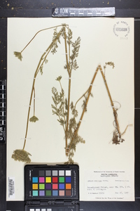 Daucus pusillus image