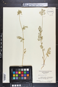 Daucus pusillus image