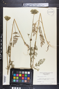 Daucus pusillus image