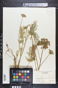 Daucus pusillus image