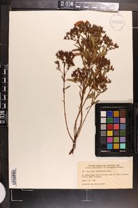 Hypericum densiflorum image