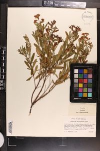 Hypericum densiflorum image