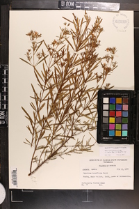 Hypericum densiflorum image