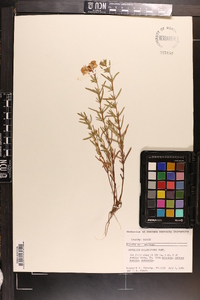 Hypericum dolabriforme image