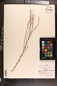 Hypericum drummondii image