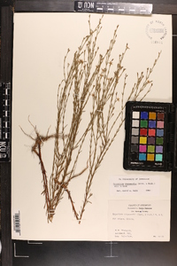 Hypericum drummondii image