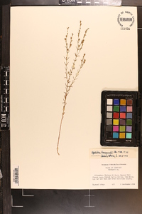 Hypericum drummondii image