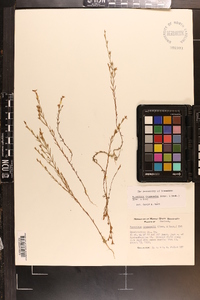 Hypericum drummondii image