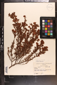 Hypericum fasciculatum image