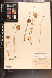 Hydrocotyle prolifera image