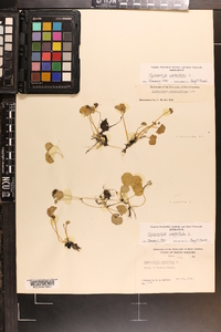 Hydrocotyle umbellata image