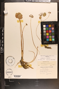 Hydrocotyle umbellata image