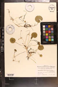 Hydrocotyle verticillata image