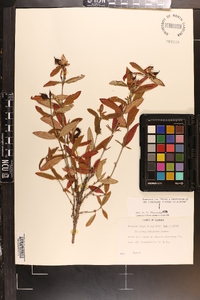 Hypericum frondosum image