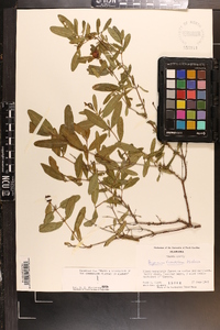 Hypericum frondosum image