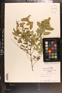 Hypericum frondosum image