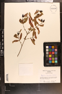 Hypericum frondosum image