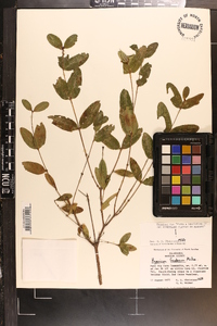 Hypericum frondosum image