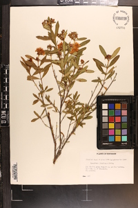 Hypericum frondosum image