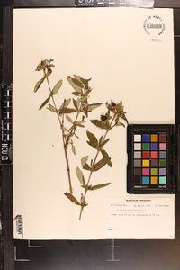 Hypericum frondosum image