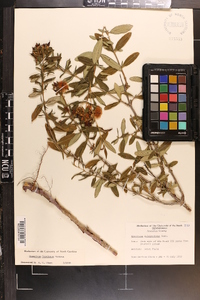 Hypericum frondosum image