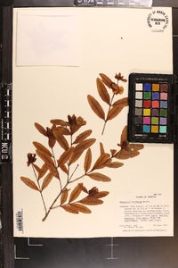 Hypericum frondosum image