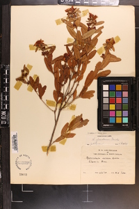 Hypericum frondosum image